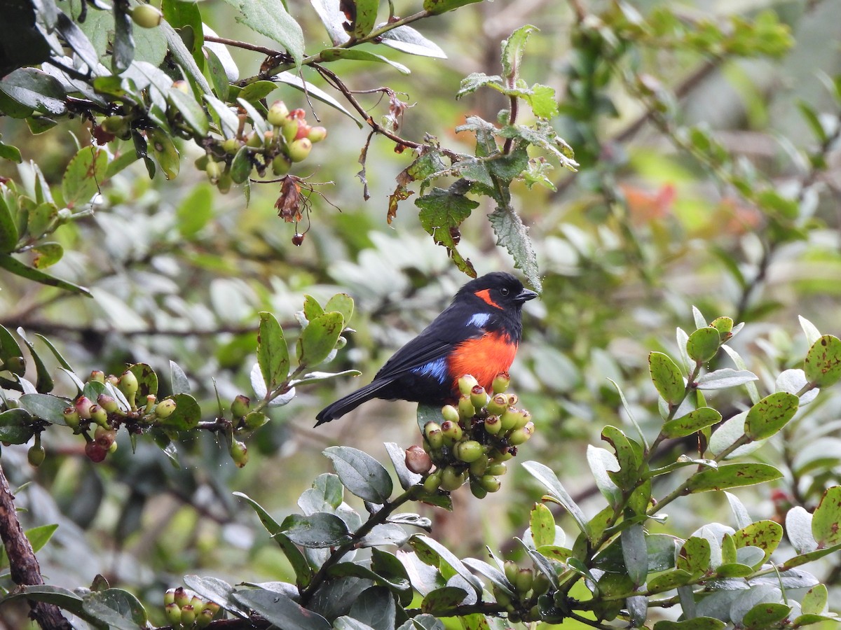 Scarlet-bellied Mountain Tanager - ML645869503