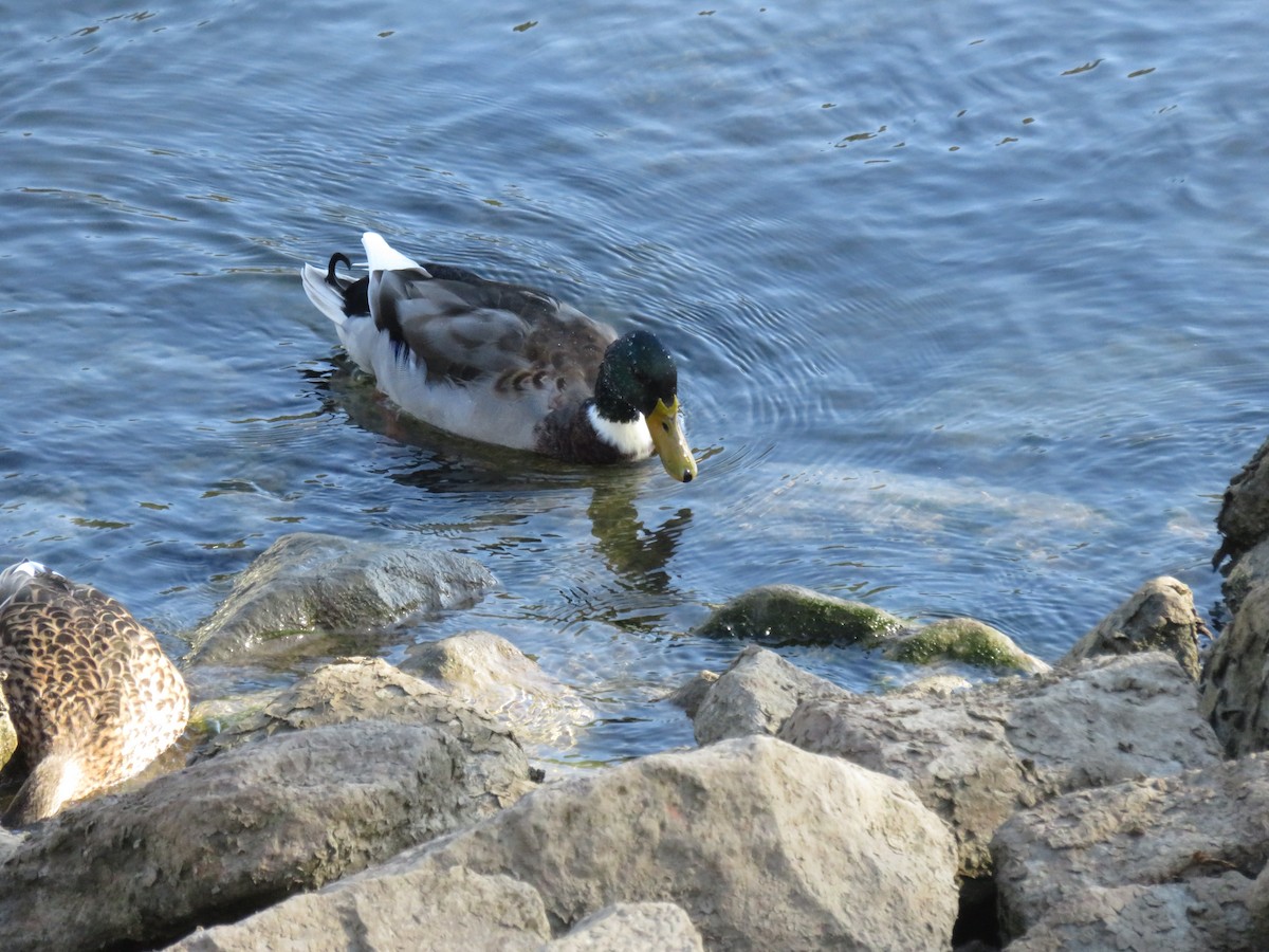 Mallard - ML645869505