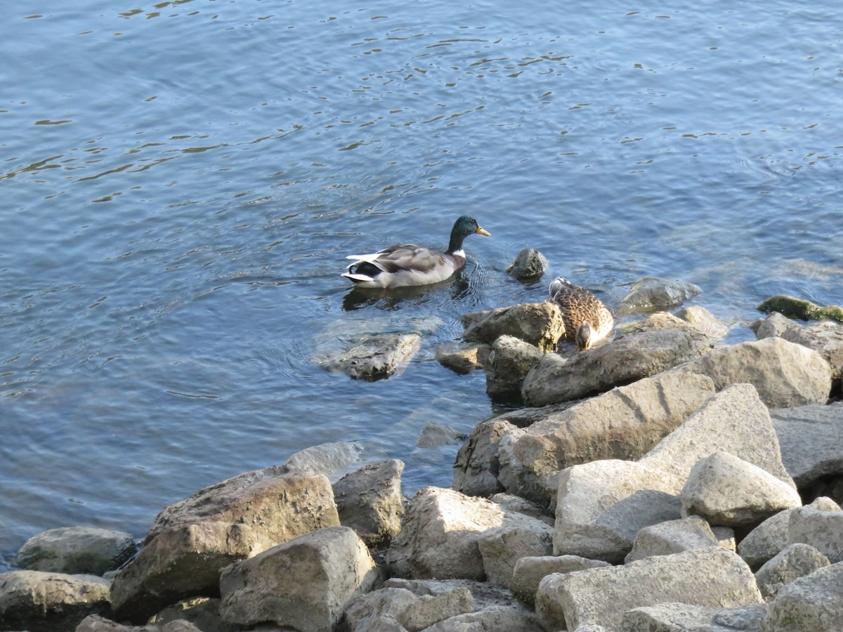 Mallard - ML645869509