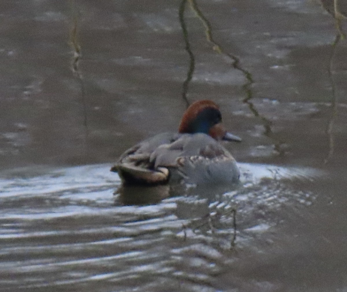 Green-winged Teal - ML645869510