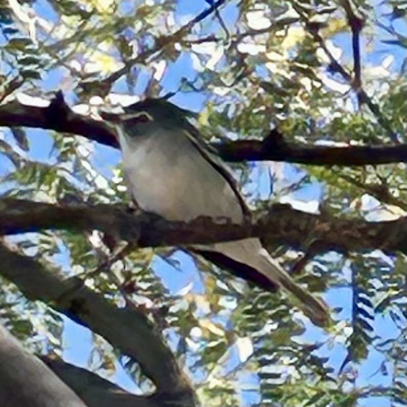 Plumbeous Vireo - ML645869511