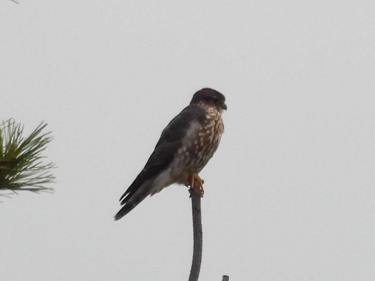 Merlin - ML645869514