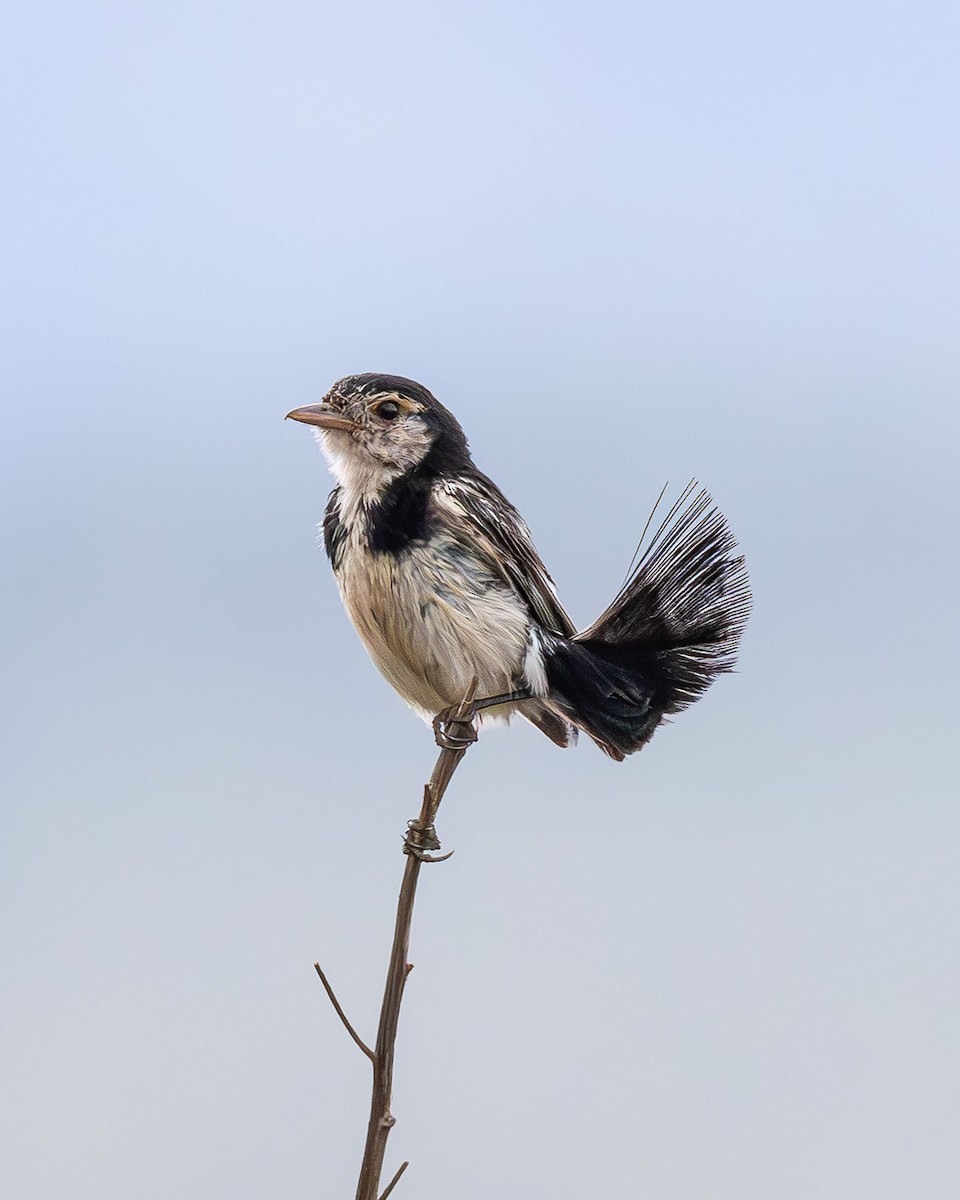Cock-tailed Tyrant - ML645869516