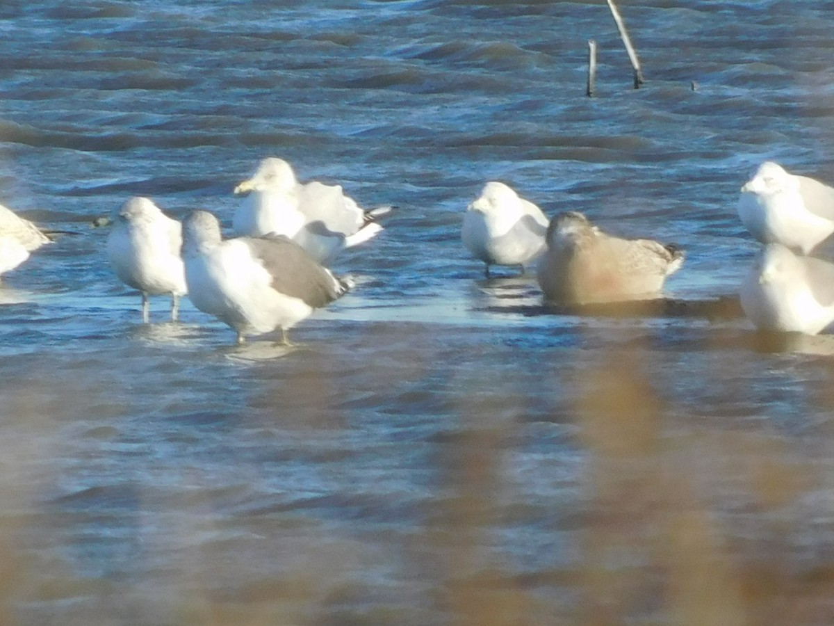 Lesser Black-backed Gull - ML645869517