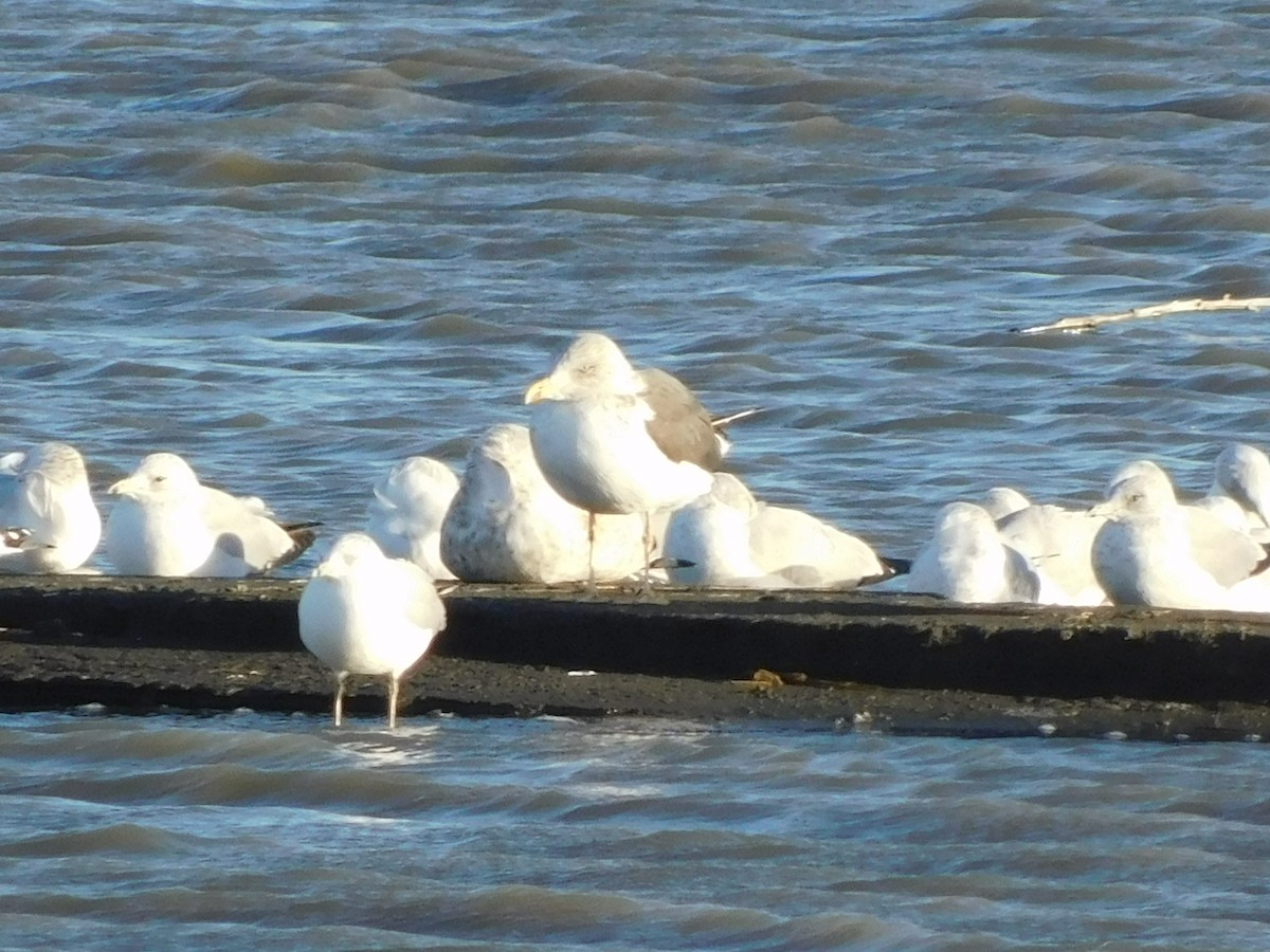 Lesser Black-backed Gull - ML645869518