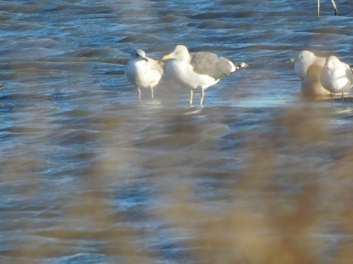 Lesser Black-backed Gull - ML645869519