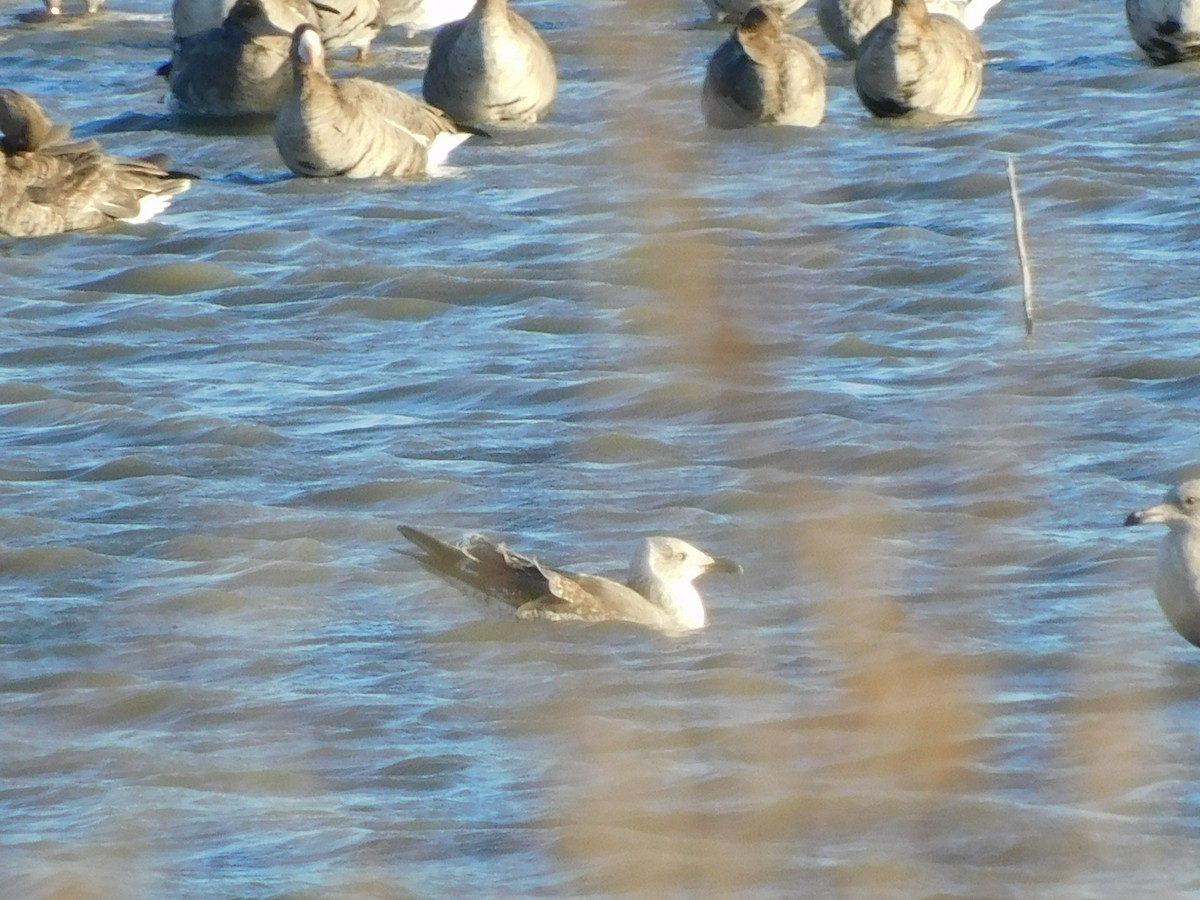 Lesser Black-backed Gull - ML645869520