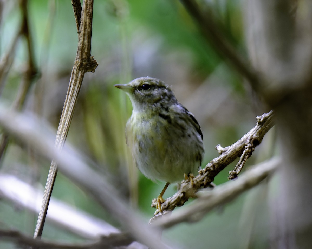 Blackpoll Warbler - ML645869521