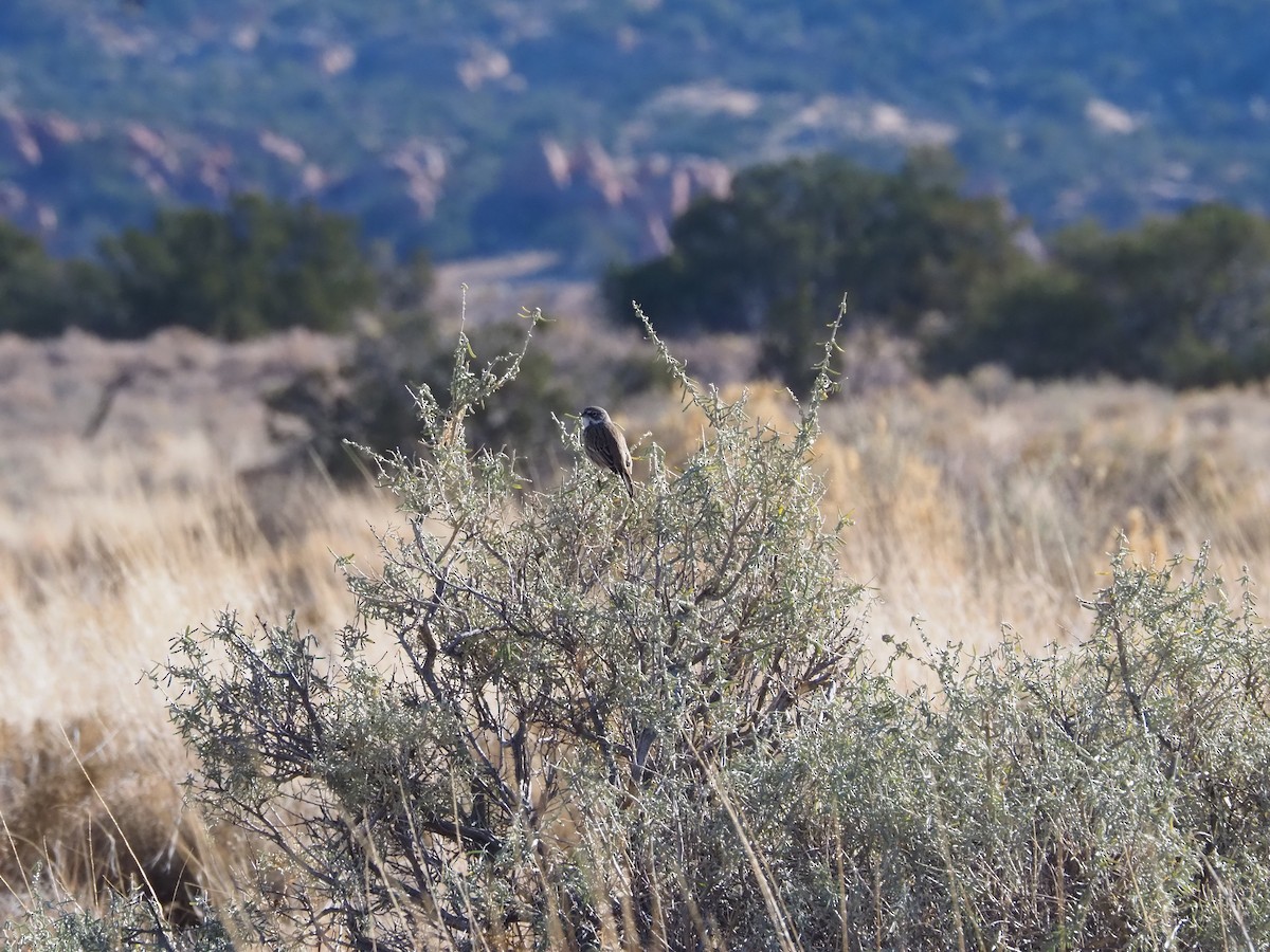 Sagebrush Sparrow - ML645869522
