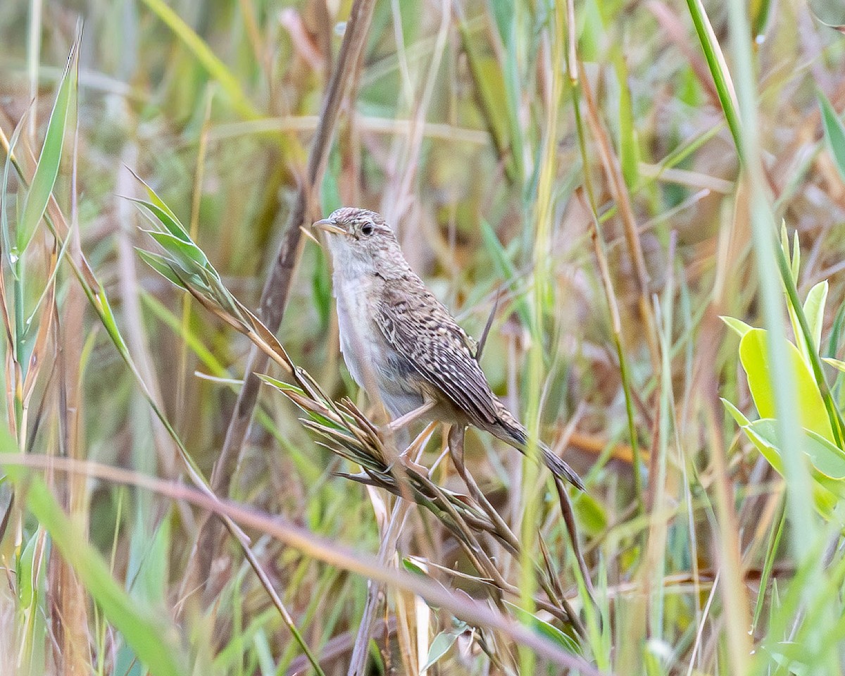 Grass Wren - ML645869523