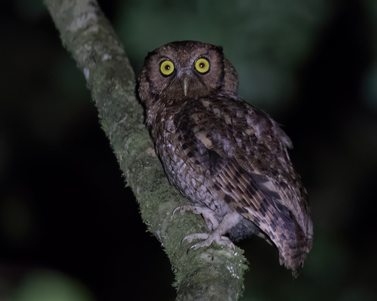 Black-capped Screech-Owl - ML645869524
