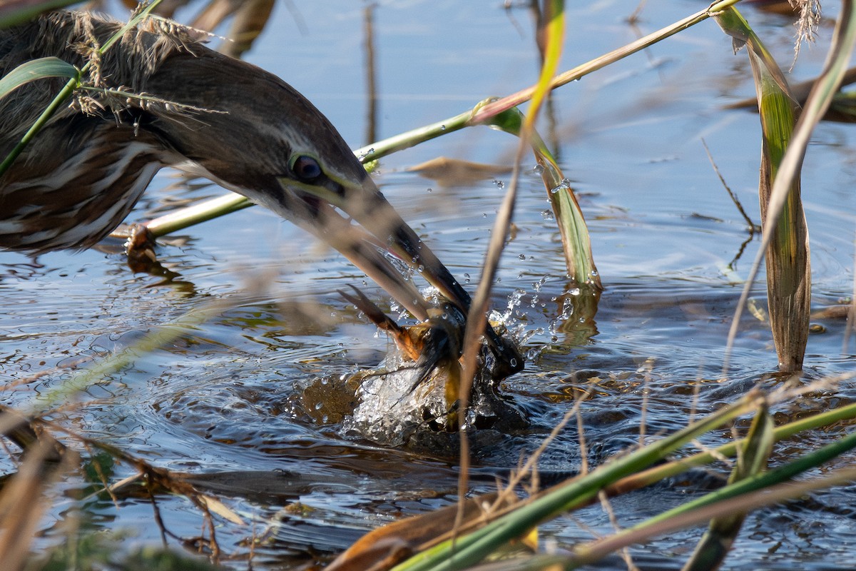 American Bittern - ML645869525