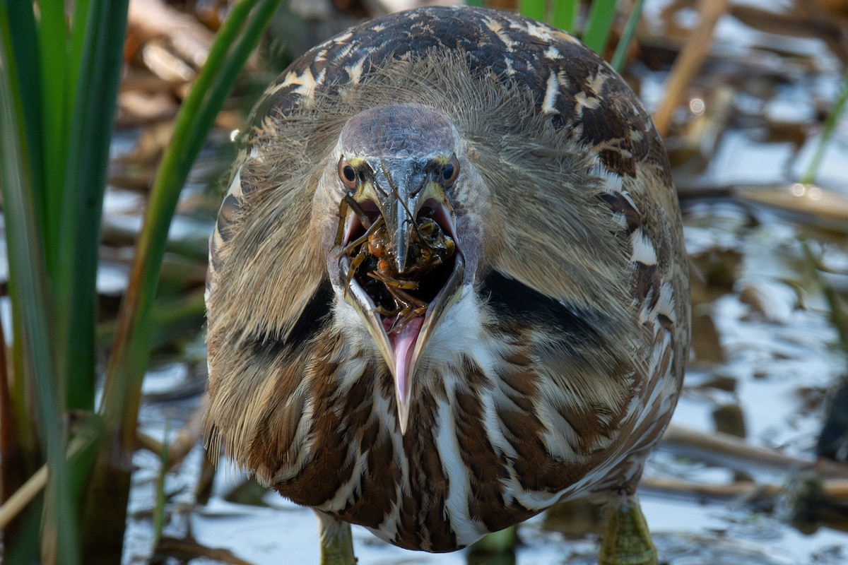 American Bittern - ML645869526