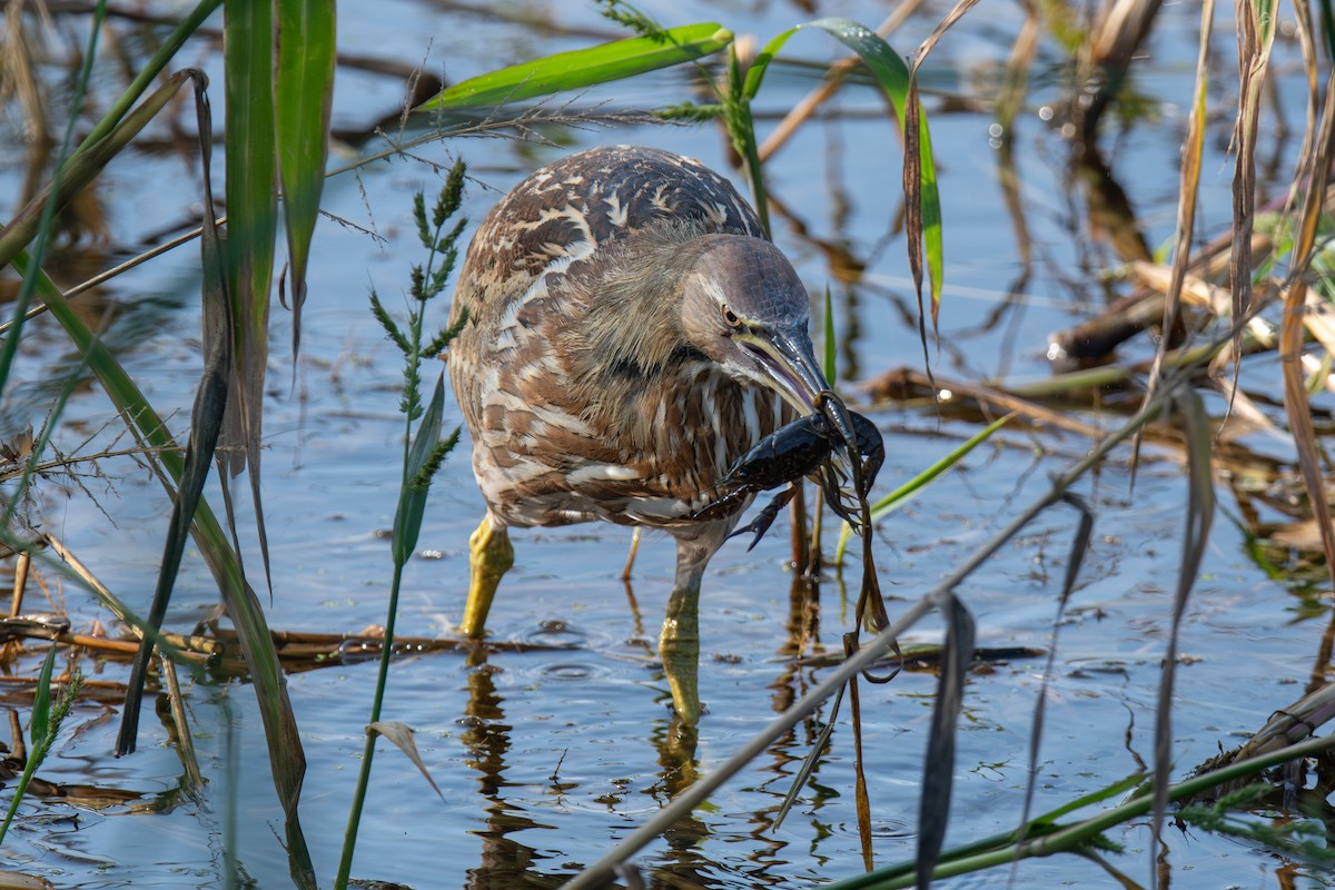 American Bittern - ML645869527
