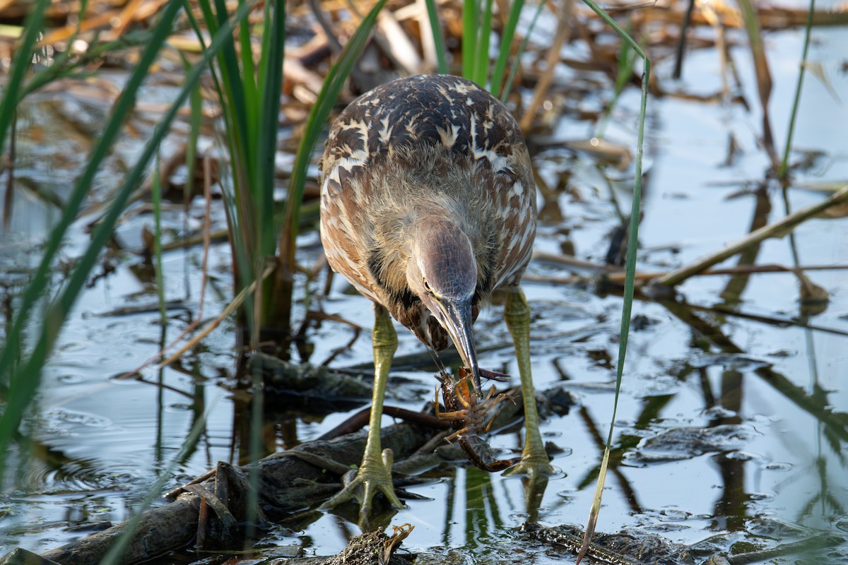 American Bittern - ML645869528