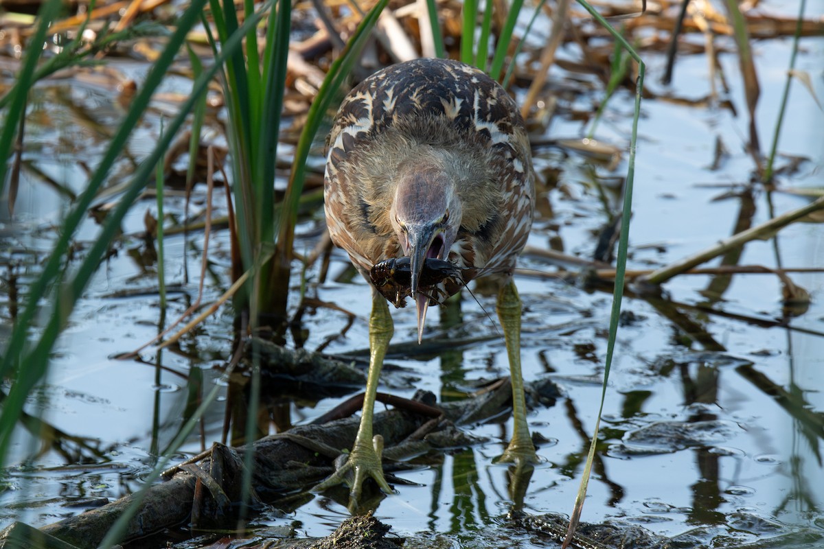 American Bittern - ML645869529