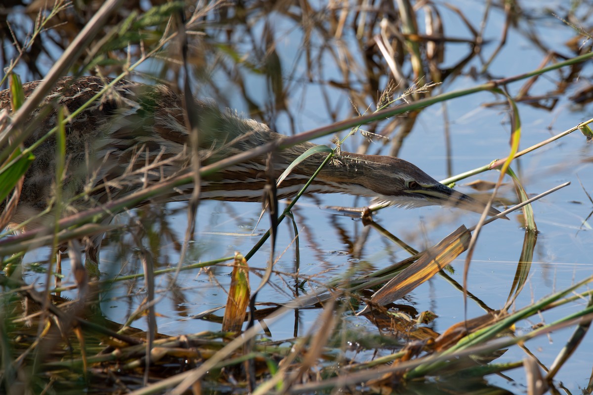 Amerika Balabanı - ML645869530