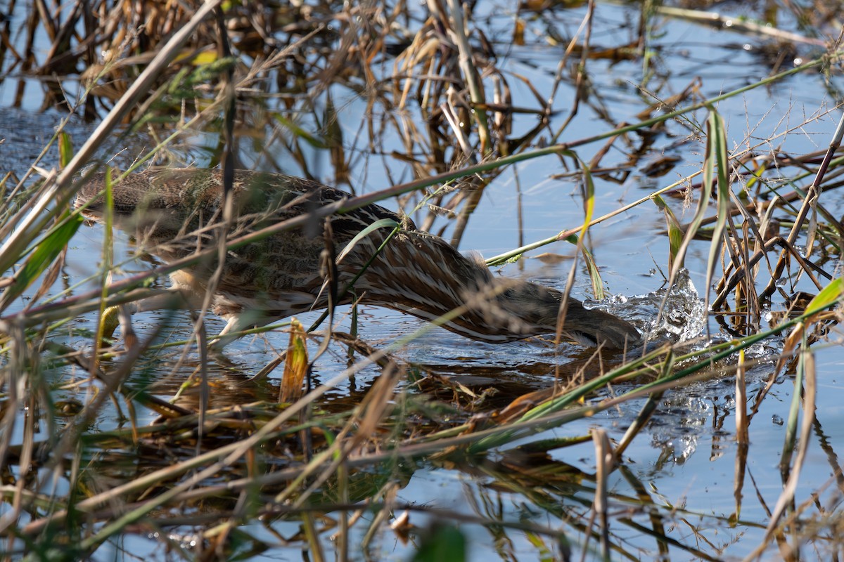 Amerika Balabanı - ML645869531