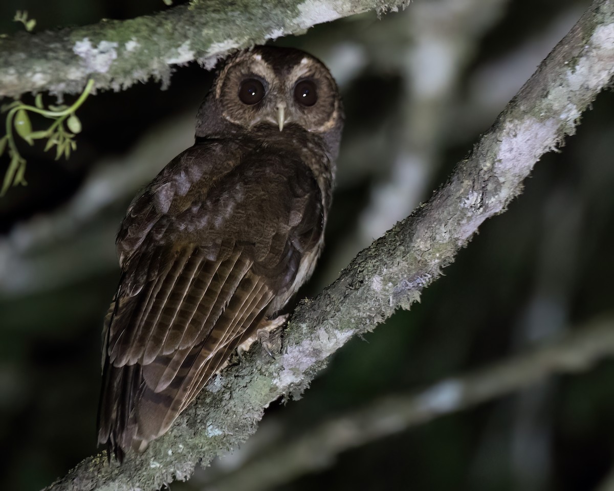 Mottled Owl - ML645869532