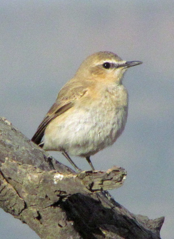 Isabelline Wheatear - ML645869535