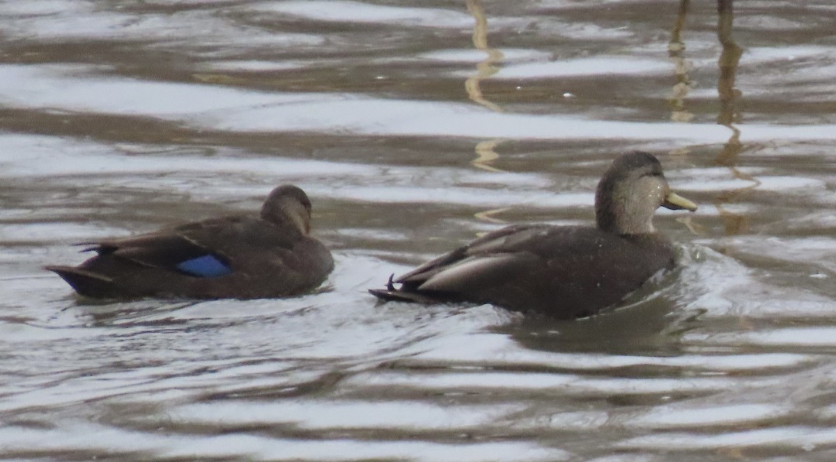 American Black Duck - ML645869536