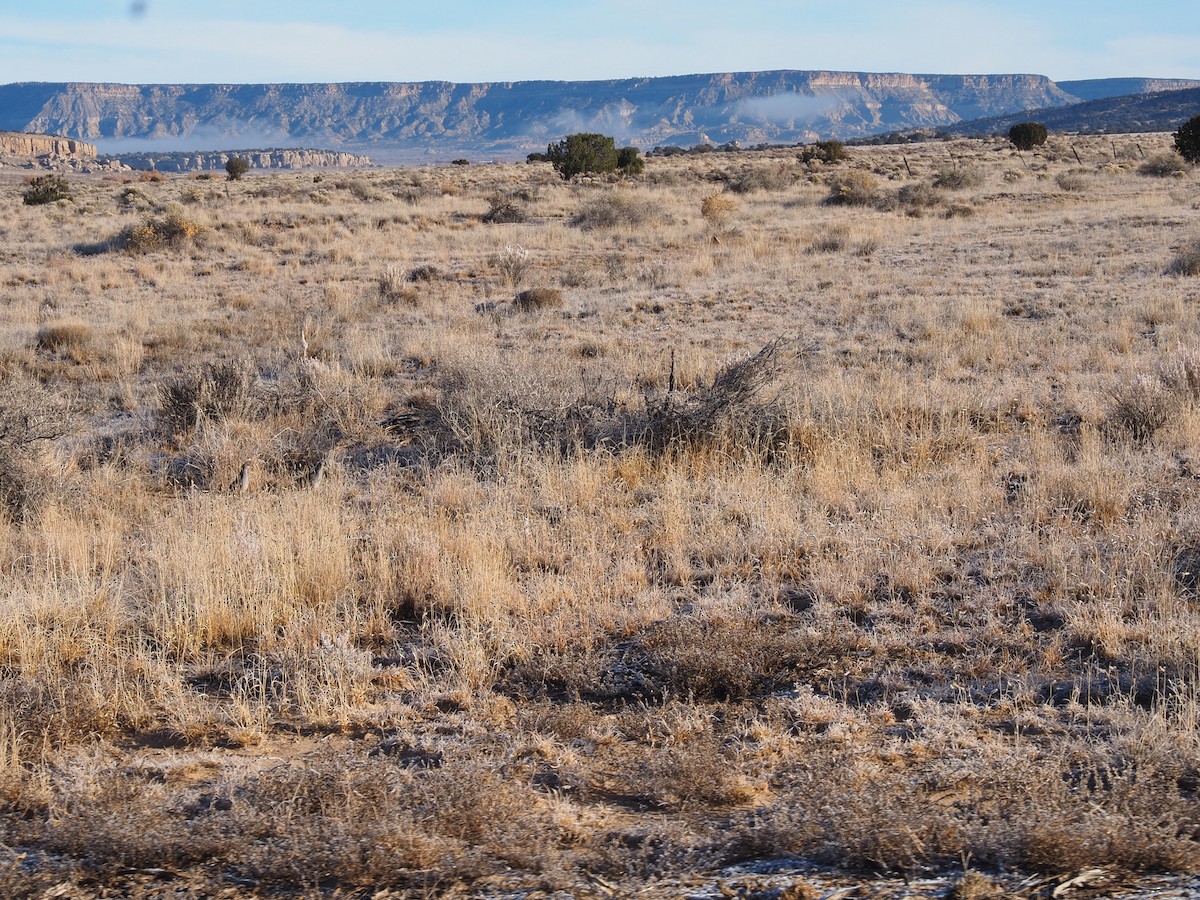 Scaled Quail - ML645869537