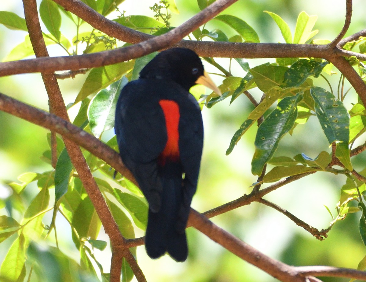 Red-rumped Cacique - ML645869538