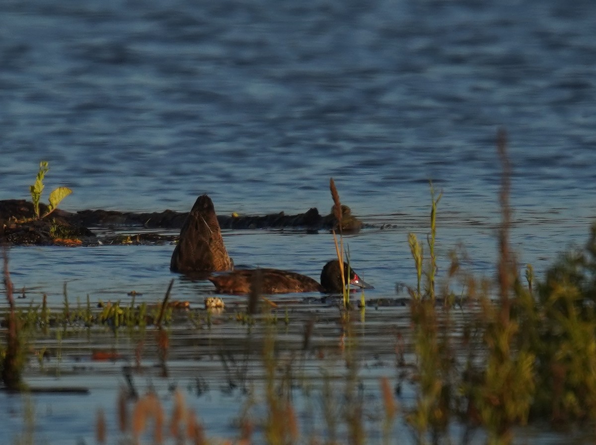 Black-headed Duck - ML645869539