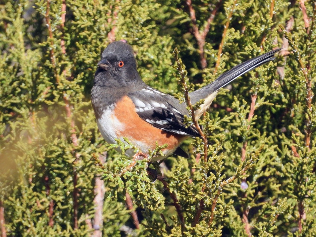Spotted Towhee - ML645869540