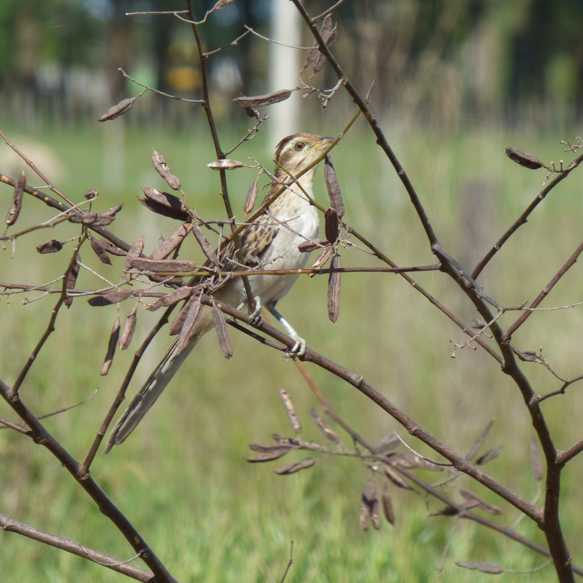 Striped Cuckoo - ML645869549