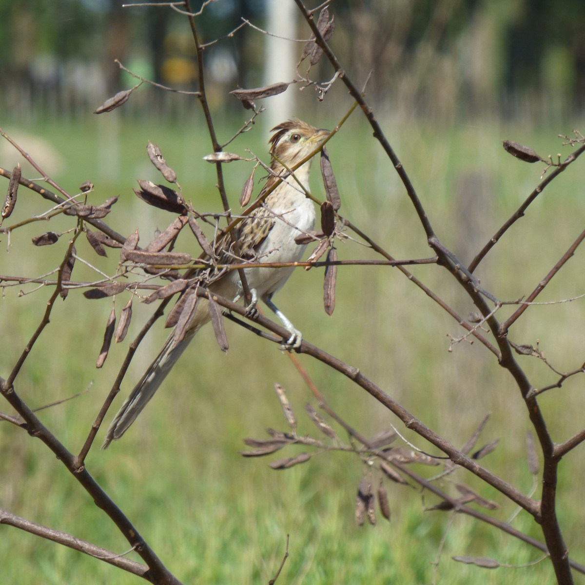 Striped Cuckoo - ML645869554