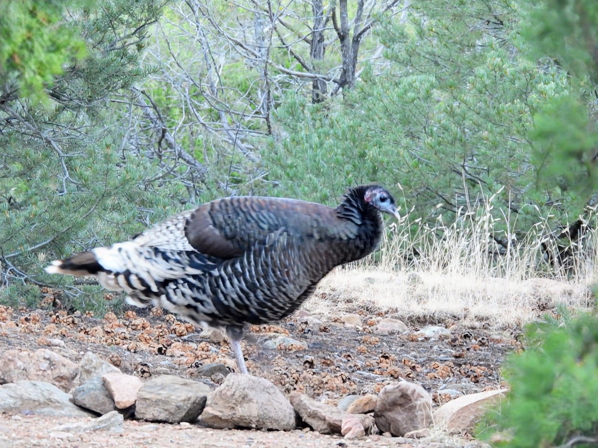 Wild Turkey - ML645869555