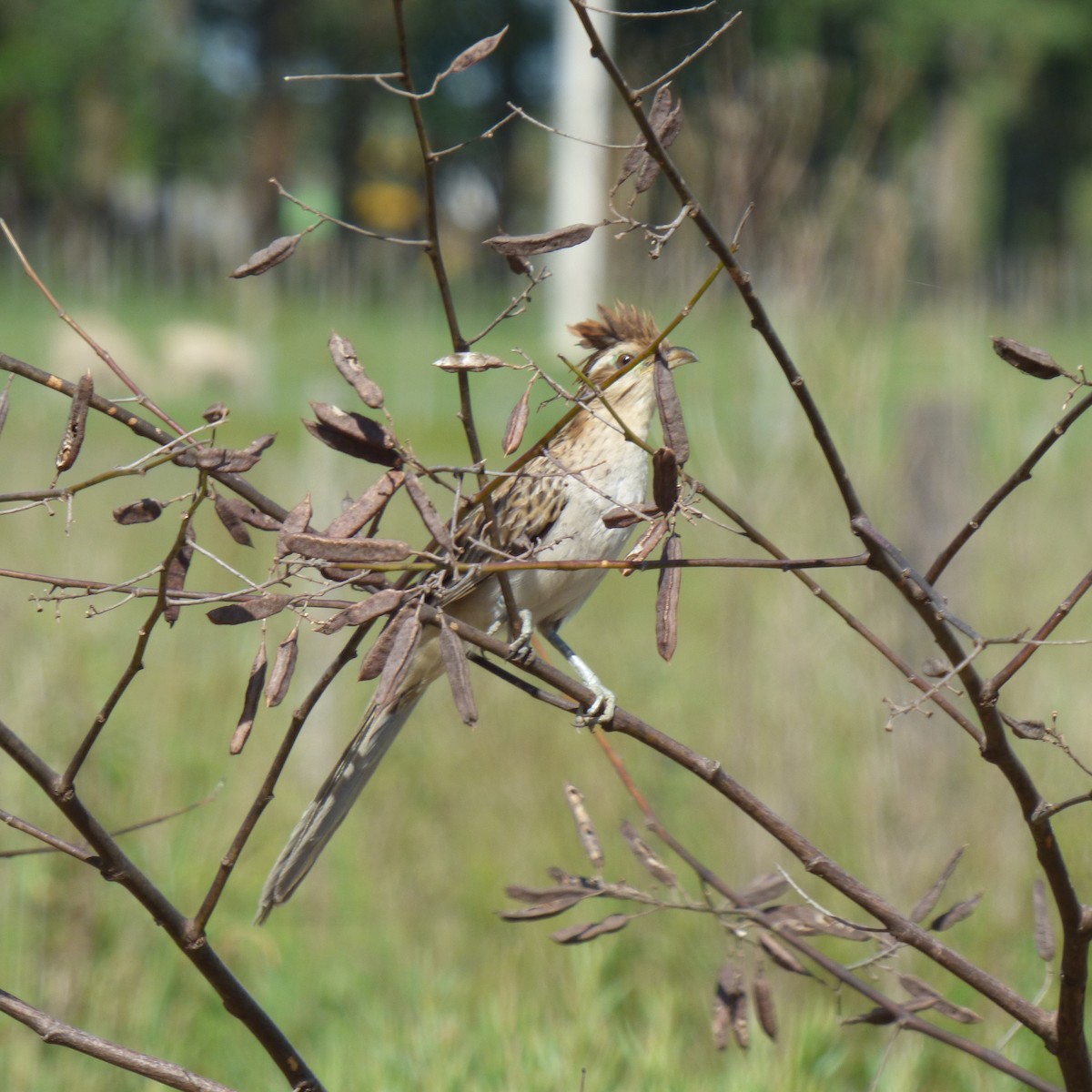 Striped Cuckoo - ML645869556