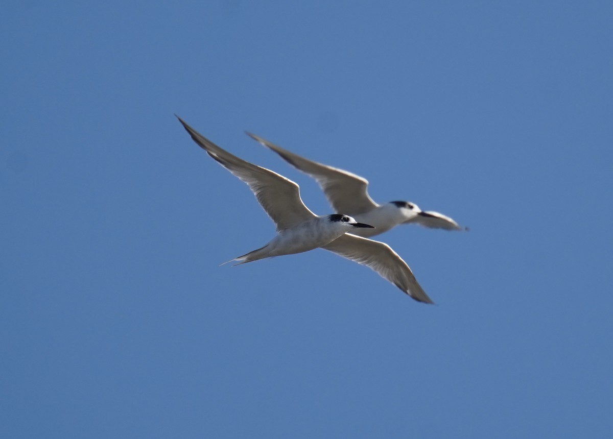 South American Tern - ML645869557