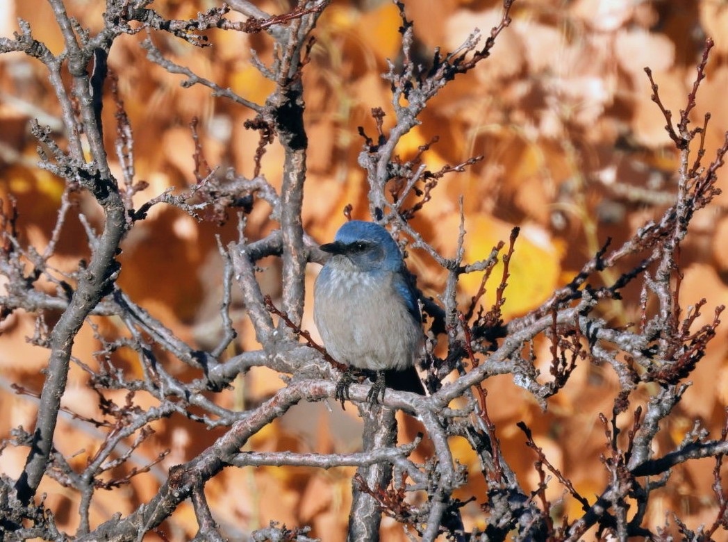 Woodhouse's Scrub-Jay - ML645869563