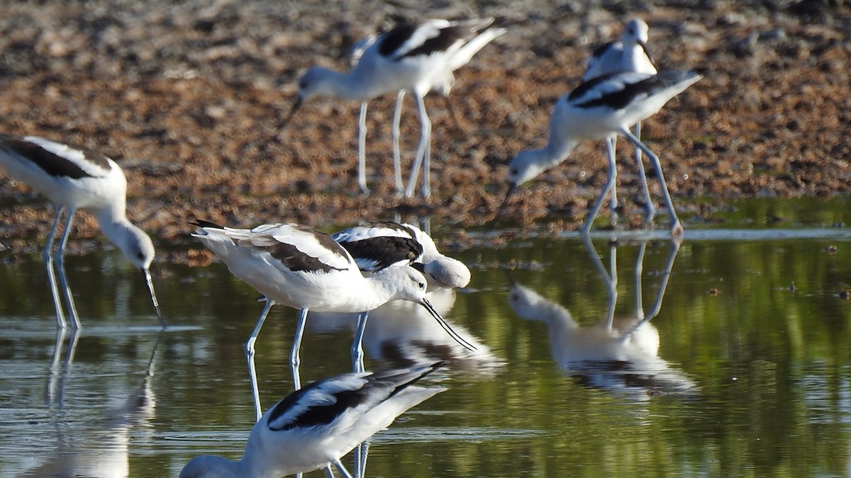 American Avocet - ML645869566