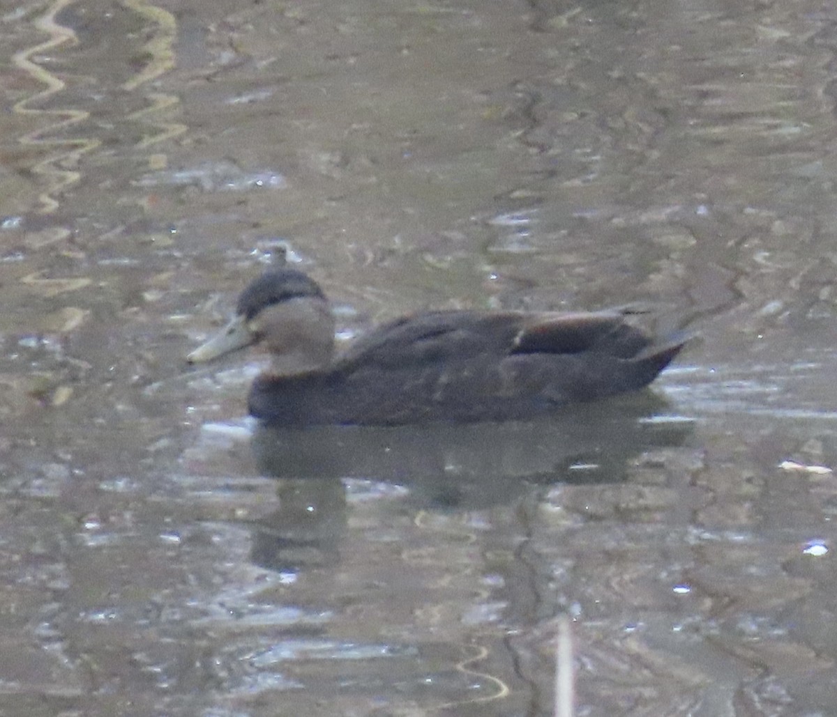 rødfotand - ML645869567