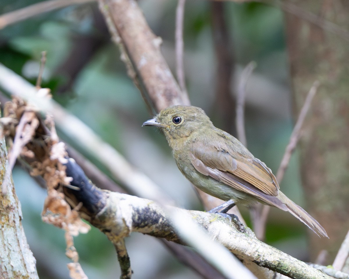 Brown-winged Schiffornis - ML645869572