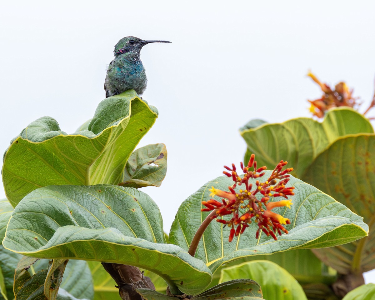 White-vented Violetear - ML645869586