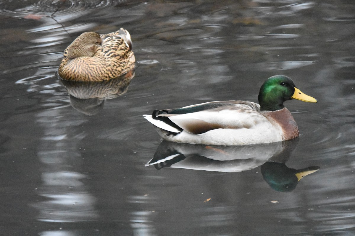 Germano reale - ML645869587