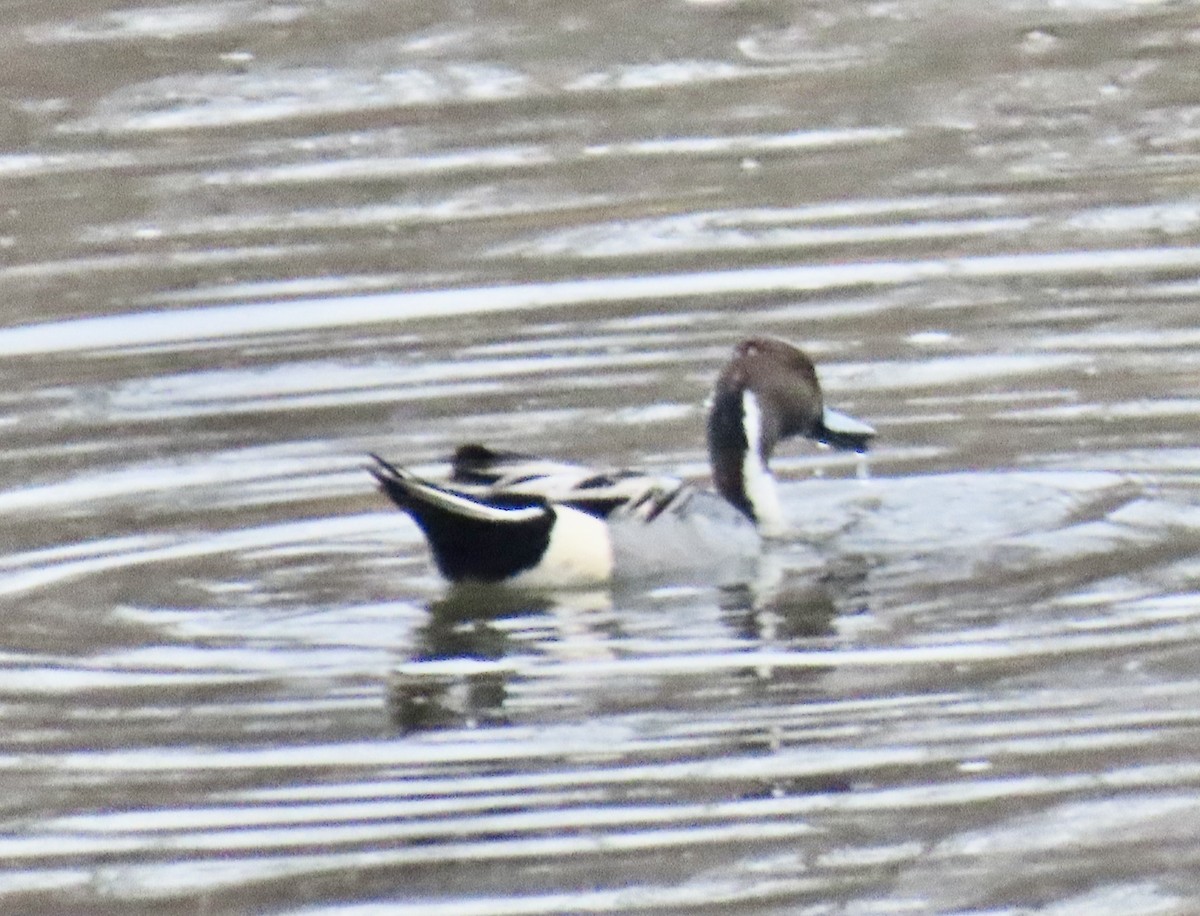 Northern Pintail - ML645869589