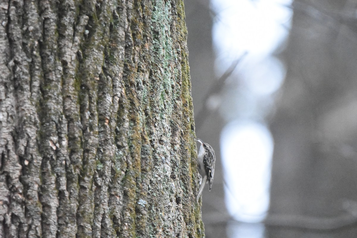 Brown Creeper - ML645869591