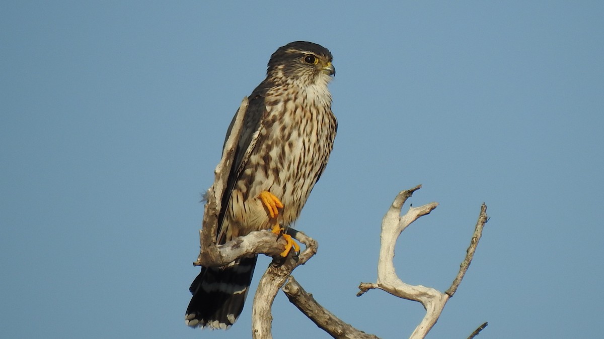 灰背隼 - ML645869592