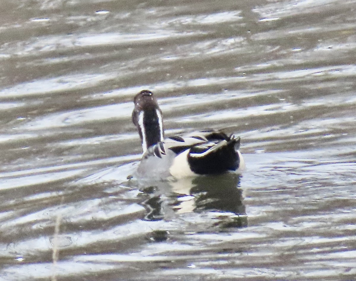 Northern Pintail - ML645869604