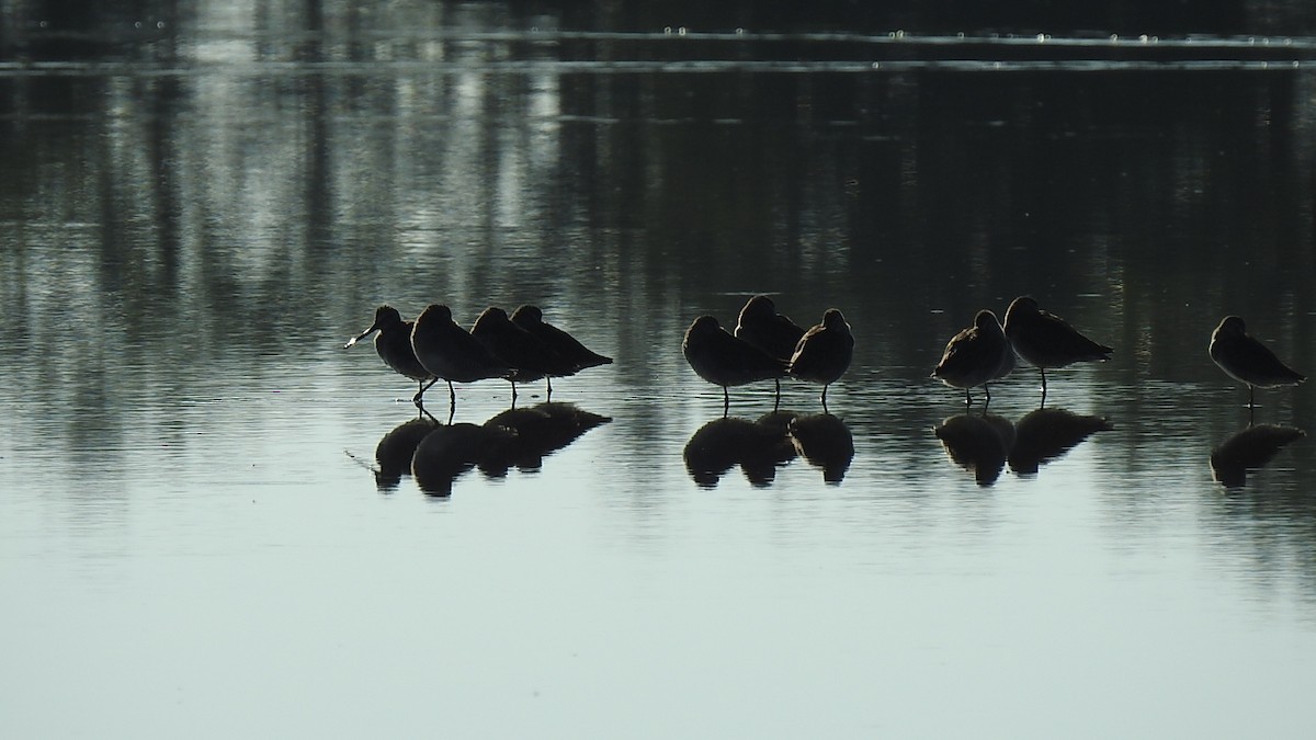 長嘴半蹼鷸 - ML645869607