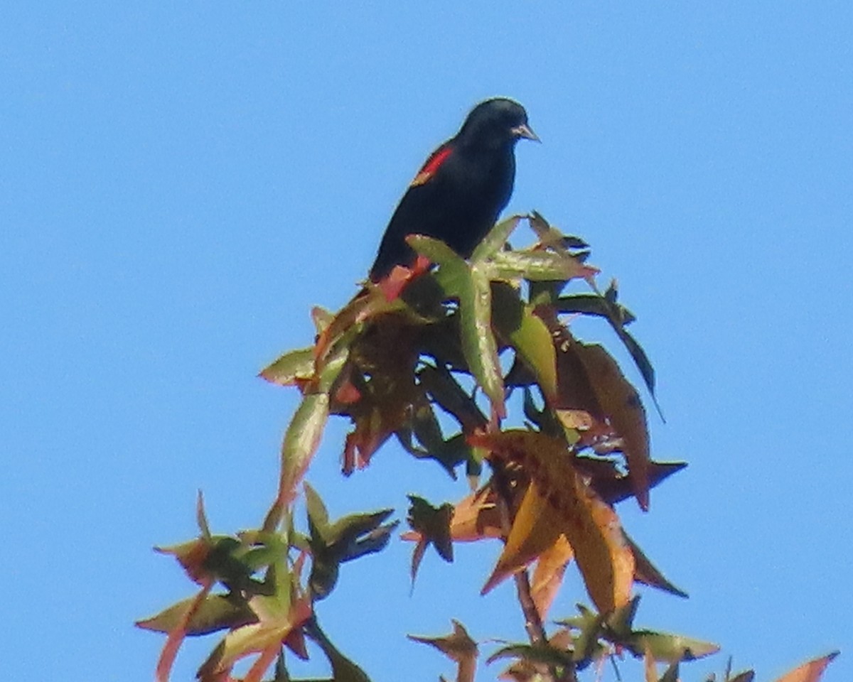 Красноплечий трупиал - ML645869609