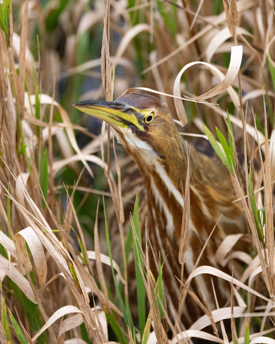 Amerika Balabanı - ML645869612