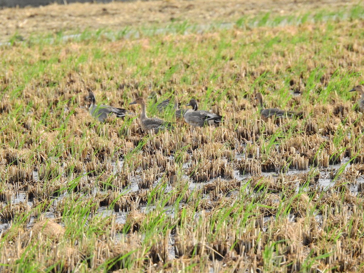 Northern Pintail - ML645869613