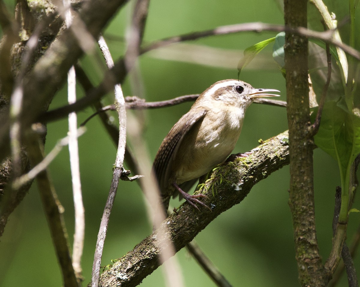 ヤマミソサザイ - ML645869618