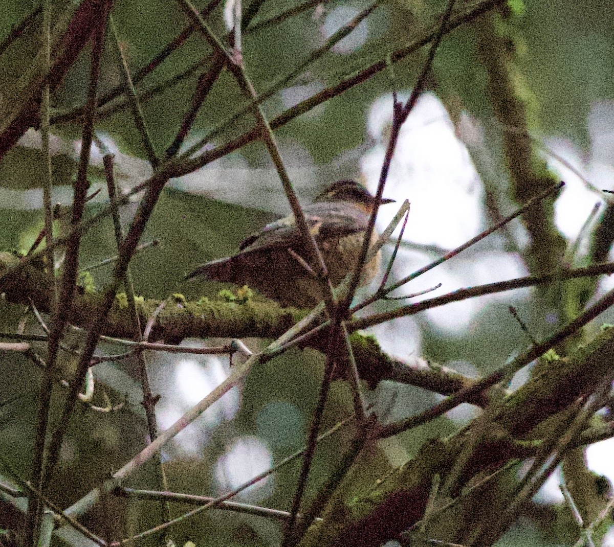 ムナオビツグミ - ML645869623